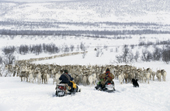Sami herders at the end of a line of reindeer which are following a man on a skidoo, to the corral. Karasjok. Sapmi. Norway. 2000
