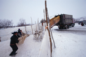 Sami reindeer herders drive reindeer into the lorry that will make the migration to the coast. Sapmi. Norway. 2000