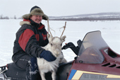 Reindeer herder with a calf that has got left behind by the herd, on his snowmobile. Karasjok. Sapmi. Norway. 2000