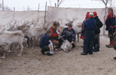 Reindeer Biologist, Nick Tyler, takes blood samples in a snowstorm among galloping reindeer. Sapmi. Norway. 2000