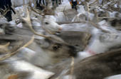 Reindeer being moved in a corral, before the migration. Karasjok. Sapmi. Norway. 2000