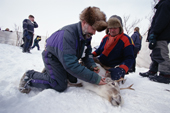 Sami Mattis Sara helps Nicholas Tyler, reindeer biologist, take blood sample Karasjok. Sapmi. Norway. 2000
