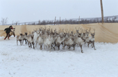 Reindeer herd are driven into the corral before the migration to the coast. Karasjok. Sapmi. Norway. 2000