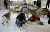 A blood sample is taken from a reindeer, whilst it is in the corral. Karasjok. Sapmi. Norway. 2000