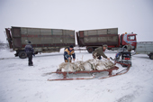 Contrasting transport. Deer tied onto a sled and the big truck for bulk reindeer moving. Karasjok. Norway. 2000