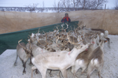 Sami herder, Mattis Sara, watches his reindeer being herded on the truck for the migration. Karasjok. Norway. 2000
