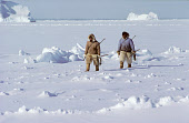 Inuit hunters, on sea ice, carry guns and harpoons in search of Walrus. Moriussaq, Northwest Greenland. (1980)