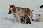 Husky bitch suckles her pups during a halt on a hunting trip. The pups ride wrapped up on sled. N.W. Greenland. 1980