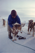 Inuit hunter adjusts the harness on one of his dogs. Each harness is individually fitted. Northwest Greenland. 1980