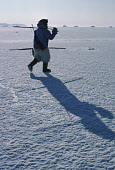 Ituko, walks across newly formed sea ice with his harpoon, ice chisel & rifle while out walrus hunting in the Spring near Moriussaq. Northwest Greenland. (1980)