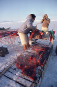 Inuit hunters butcher a Bearded Seal and load the meat onto their sled. Northwest Greenland. 1980
