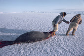 Inuit hunters, Ajako and Ituko, hauling a bearded seal they have caught at its breathing hole. Moriussaq, Northwest Greenland. (1980)