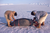 Inuit hunters butcher a bearded seal they have caught at its breathing hole. Northwest Greenland. 1980