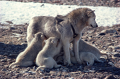 Tethered Husky bitch suckles her pups. Northwest Greenland. 1980