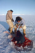 Inuit hunters, Ituko and Ajako, haul out a bearded seal they have caught at its breathing hole in the sea ice. Moriussaq, Northwest Greenland. (1980)