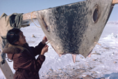 Inuit woman, Saufak Kivioq, hangs up a sealskin she has cleaned, at hunting camp. Northwest Greenland. 1980