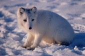 Arctic Fox. Northwest Greenland. 1980