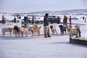 Inuit hunters and dog teams gathered together at Thule Air Base open day. Northwest Greenland. 1980