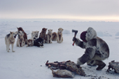 Qaavigannguaq, an Inuit hunter Inuk chops up frozen walrus meat to feed to his dogs on a hunting trip. N. W. Greenland. 1980