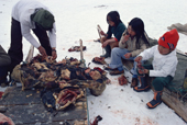 Inuit children enjoy eating Kiviat, a delicacy of fermented Guillemot, at a confirmation party in Moriussaq. Northwest Greenland. Moriussaq. NW Greenland. 1980