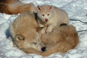 Sleeping Husky and pup. Northwest Greenland. 1980