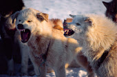 Huskies snarl as they wait to be fed after a day's travel. Narssarssuk, Bylot Sound, Northwest Greenland. (1980)