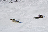 An Inuit family travelling by dog sled in the Spring near Narssarssuk, Thule, Northwest Greenland. 1980