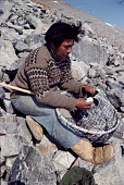 Ituko, disentangles a Little Auk, which he has caught in a long handled net (ipu) near Cape Atholl. Northwest Greenland. (1980)