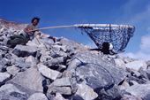 Inuk, Ituko, catching Little Auks, in a long handled net (ipo). Northwest Greenland. 1980