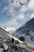 Inuit hunter, catching Little Auks, in a long handled net (ipo). Northwest Greenland. 1980