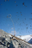Eri Danielsen, an Inuit hunter, catching Little Auks with a long handled net (ipo). Northwest Greenland. 1980