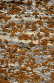 Lichen covered rocks. Northwest Greenland. 1980