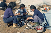 Inuit women preparing to cook Little Auks (Dovekies) at a Spring camp near Cape Atholl. Northwest Greenland. 1980