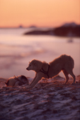 Husky stretches on a windy day, backlit by the sunset. Moriussaq. NW Greenland. 1987