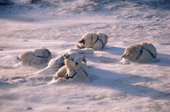 Huskies curled up to keep warm in an autumn storm. N.W. Greenland. 1987