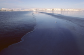 Sheet of thin black, very new sea ice, in Autumn. Northwest Greenland. 1987