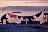 An Inuit pushes a sled past a washing line with clothes & a sealskin hanging on it during the autumn at Moriussaq. NorthwestGreenland. (1987)