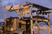 Sealskins and drying whale meat hanging on a hunter's meat rack in Moriussaq. N.W. Greenland. 1987