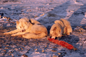 Huskies chew on a whale spine on the shore. Northwest Greenland. 1987