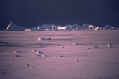 Icebergs become locked in sea ice when the sea freezes in Autumn. North Greenland. 1987