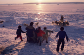 Children help a hunter get his dog sled down to the sea ice. Moriussaq. Northwest Greenland. 1987