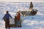 Children help an Inuit hunter get his dog sled down to the sea ice. Moriussaq. Northwest Greenland. 1987