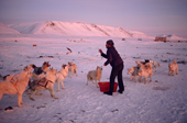 Inuk feeds his dog team with raw meat in the low light before the polar night. Moriussaq. NW Greenland. 1987