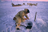 Ituko, an Inuit hunter, checking a seal net set under the sea ice near Moriussaq. Northwest Greenland. (1987)
