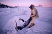 Ituko, inuit hunter, with a ringed seal that he has caught in a net under the sea ice in the autumn near Moriussaq. Northwest Greenland. (1987)