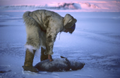 Ituko, an Inuit hunter, with a ringed seal that he has caught in a net under the sea ice in the autumn near Moriussaq. Northwest Greenland. (1987)