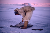 Ituko, an Inuit hunter skinning a ringed seal he has caught in a net set under the sea ice near Moriussaq. Northwest Greenland. (1987)