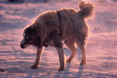 Husky shakes snow from its coat after a blizzard. Northwest Greenland. 1987