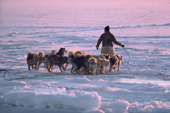 Inuit hunter leads his dog team out onto the new sea ice for a hunting trip in the autumn. Moriussaq. NW Greenland. 1987