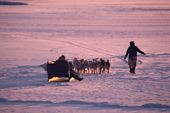 Inuit hunter leads his dog team out onto the new sea ice for a hunting trip. Moriussaq. NW Greenland. 1987